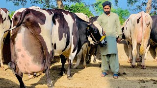 Girlando Cow In Punjab  Hf Cow  Big Cow  Cow Farm  Cow Videos  HF Breed Cow [upl. by Odraleba784]