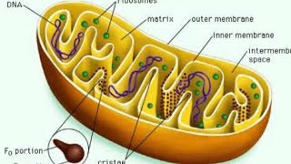 mitochondria  Power house of cell  oxysomeF1 particles [upl. by Nahtanaoj]