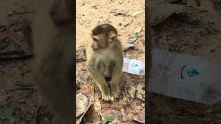 Lovely monkey drinking water monkey [upl. by Daenis]