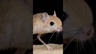 jerboa mouse is next  memes funny fypシ゚viral catthings [upl. by Uttasta870]