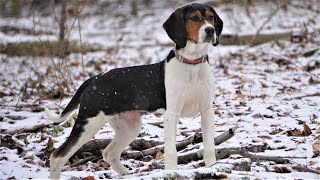 BUYING A TREEING WALKER COONHOUND PUPPY Whats Next [upl. by Narra]