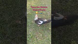 Tipsy the Meanie Muscovy Duck🤣🦆🤷‍♂️Always Hissingmuscovyduck duck farmslife farm [upl. by Ellivnarg645]