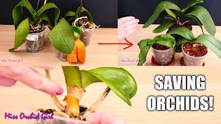 Orchid Care for Beginners  How to save sick rootless Phalaenopsis Orchids  Before amp After [upl. by Yanad]