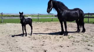 Veulen voor het eerst buiten  Friesian horse [upl. by Nesyt763]