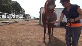 Lets Like the Halter Training English ver [upl. by Darren]