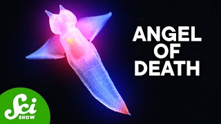 The Deadly Sea Angels [upl. by Ybrad]