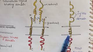 Receptor tyrosine kinase Phosphatase  RTKs serine threonine kinase  ENZYME LINKED RECEPTORS [upl. by Ardnohsal]