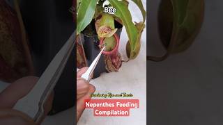 My Nepenthes feeding compilation 🐝👾 nepenthesplant pitcherplants carnivorousplants nepenthes [upl. by Orva750]