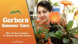 Gerbera Summer Care  10 Tips to Save Gerbera in Summer Season  How to Save Gerbera for Next Season [upl. by Anatnom975]