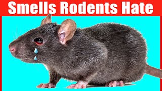 12 Smells that Mice and Rats Hate 1 is Unbelievable [upl. by Ames164]