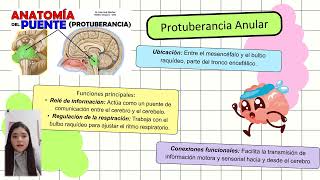 Sistema Nervioso Central y Periférico [upl. by Feliks]