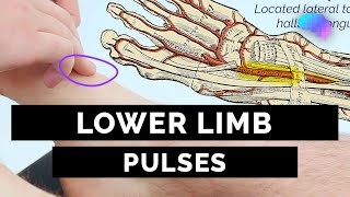 Lower Limb Pulses  OSCE Guide  UKMLA  CPSA [upl. by Noillid]