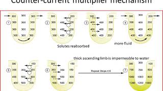 concentrated and dilute urine formation pptx part 2 [upl. by Xet]