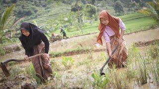 CANTIK ALAMI Gadis Desa Sukabumi Yang Rajin Nyangkul Di Sawah  Indonesian Girl Rural Life [upl. by Eilyab]