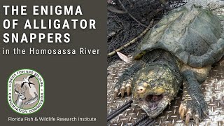 The Enigma of Alligator Snappers in the Homosassa River [upl. by Aretha]