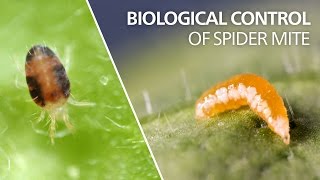 Biological control of spider mite  Feltiella acarisuga [upl. by Harv]