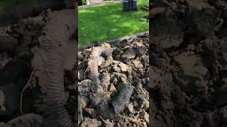 basement waterproofing previous contractor backfilled with all clay soil  extra drain tile [upl. by Mathilda]