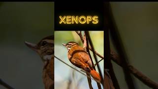 🐦‍⬛ Did you know this about Xenops 🐦‍⬛shorts Xenops birds nature [upl. by Helene]