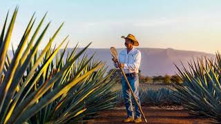 Denominación de Origen del Tequila [upl. by Kinnie]