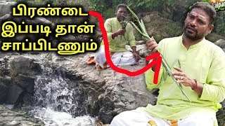 பிரண்டை இப்படித்தான் சாப்பிடனும்தங்கத்தமிழ் முருகன்  KAYAKALLPAM TV [upl. by Penman]