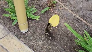 baby ducking followed by mama in International Market Place in Honolulu [upl. by Ennayram366]