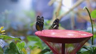 Audubon Butterfly Garden and Insectarium  New Orleans Louisiana [upl. by Araz]