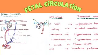 Fetal Circulation [upl. by Modeste]