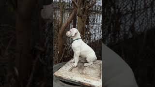 Dogo argentino puppies Lithuania [upl. by Akenehs]