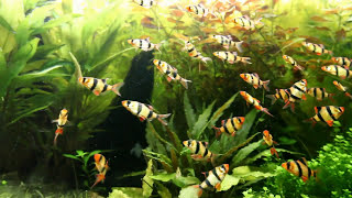 Tetrazona fishs  Tiger Barbs  Barbus de Sumatra  Juwel RIO 300 [upl. by Eniamzaj]