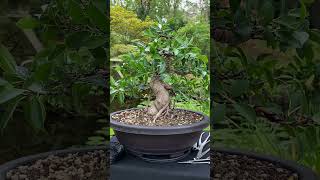 From simple plant to Bonsai tree  styling a Ficus indoorbonsai tropicalbonsai bonsai [upl. by Worrad]