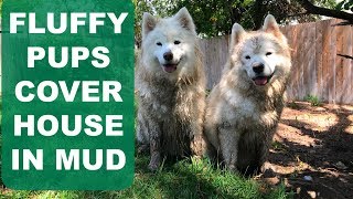 Two Samoyeds Cover My House in Mud  Adventures in Home Owning With Dogs [upl. by Soelch382]