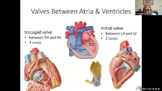 hbio16c heart anatomy 155 min [upl. by Shaikh]