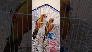 Cute perrots 🥰 shorts youtubeshorts [upl. by Ettenwad21]