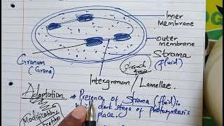 THE CHLOROPLAST SITE FOR PHOTOSYNTHESIS IN 🍏 PLANTS [upl. by Allix]