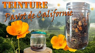 Recette de la teinture de pavot de Californie Escholtzia [upl. by Matthews]