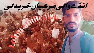 Lohmann Brown chicken ly aae setup par new chicken🐓🐔 aa gai [upl. by Nitram]