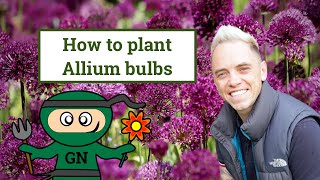 How to plant allium bulbs for beginners [upl. by Zerelda]