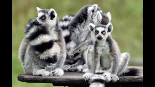 Jungle Sounds  Lemur Sounds  Beautiful Animals  Animal Sounds Real [upl. by Enida109]