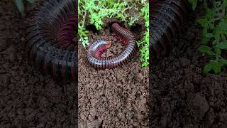 The millipede hide in the hole😨😱 arthropods millipede scary shorts [upl. by Pearlman]