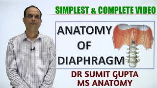 DIAPHRAGM  ANATOMY [upl. by Ykvir]