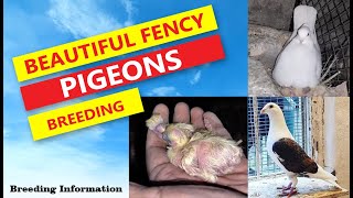 Mastering the Art of Pigeon Breeding Expert Tips for Success [upl. by Rolyks]