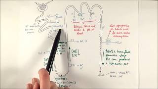 A2 Biology  Selective reabsorption OCR A Chapter 155 [upl. by Ro537]