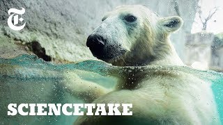 See Life Through the Eyes of a Polar Bear  ScienceTake [upl. by Neyu]