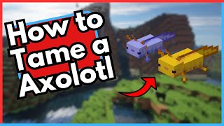 How to Tame a Axolotl in Minecraft [upl. by Concettina]