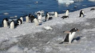 Penguins swimming coming ashore [upl. by Waverley]