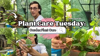 Plant Care Tuesday Caudex Plant Care [upl. by Bab]