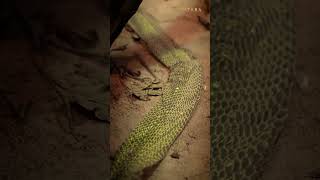 Shedding skin is key for Black Mambas viralvideo animals wildsafari wildanimals snake [upl. by Dazhehs]