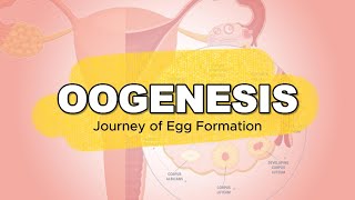 GENERAL BIOLOGY I  GAMETOGENESIS  OOGENESIS [upl. by Kcirde320]