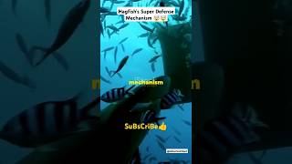 How a Hagfish Escape using their Slime  🤯🤯 facts animalfacts youtubeshorts [upl. by Eiramllij]