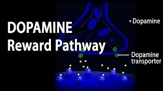 Neuroscience Basics Dopamine Reward Pathway Animation [upl. by Baerl]